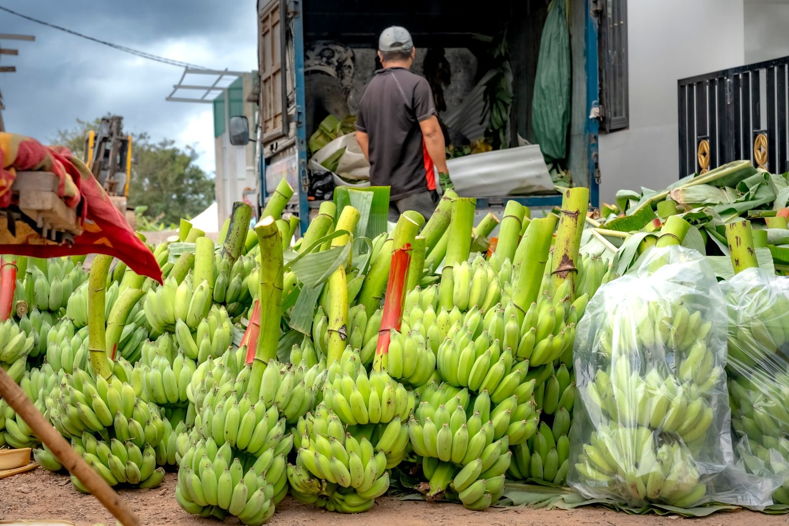 Fresh Bananas Export