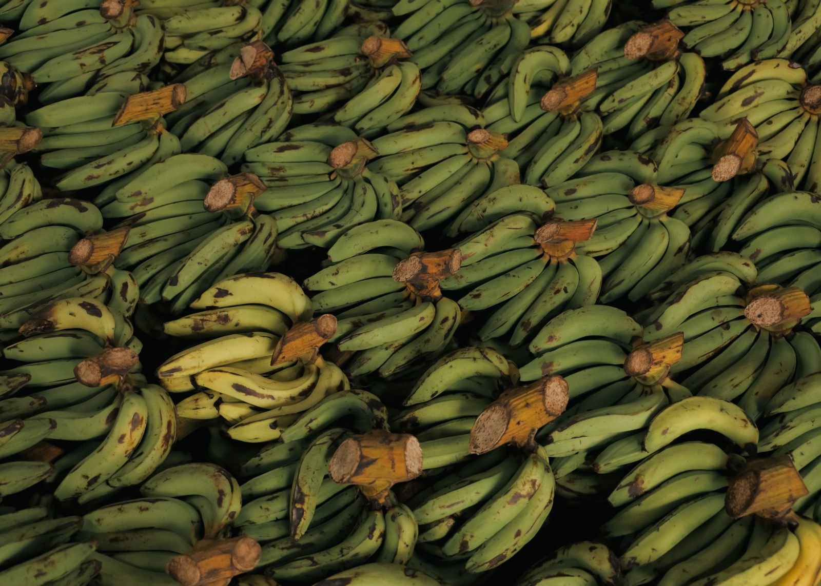 Organic Banana Sourcing