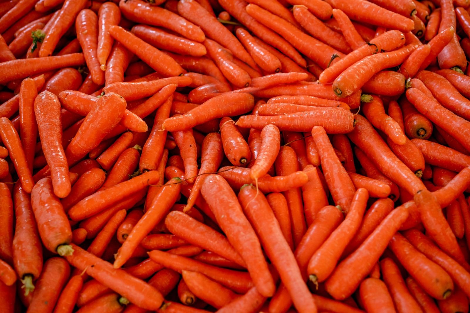 Bulk Carrot Supply