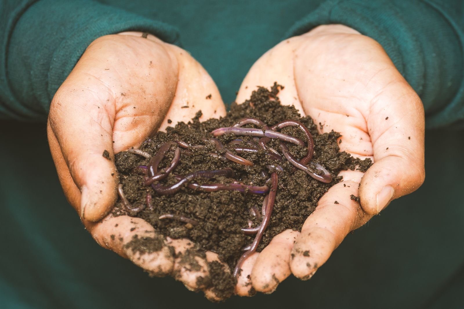 Premium Vermicompost Supply