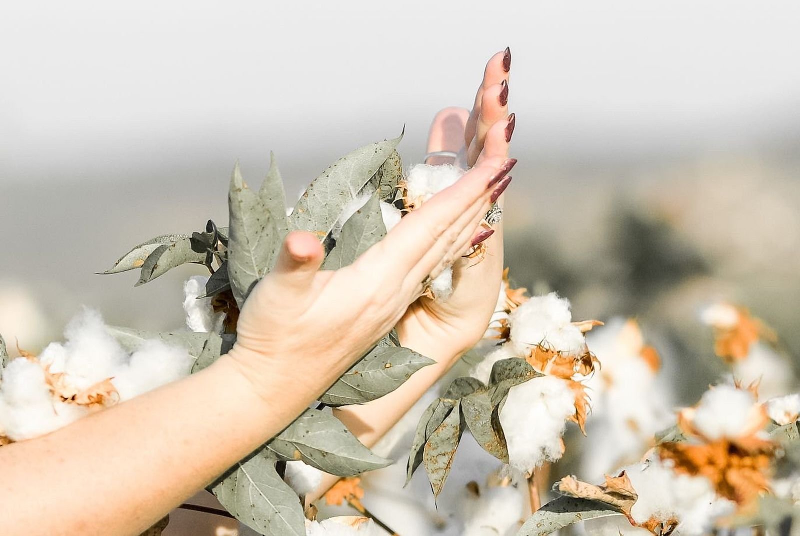Raw Cotton Import
