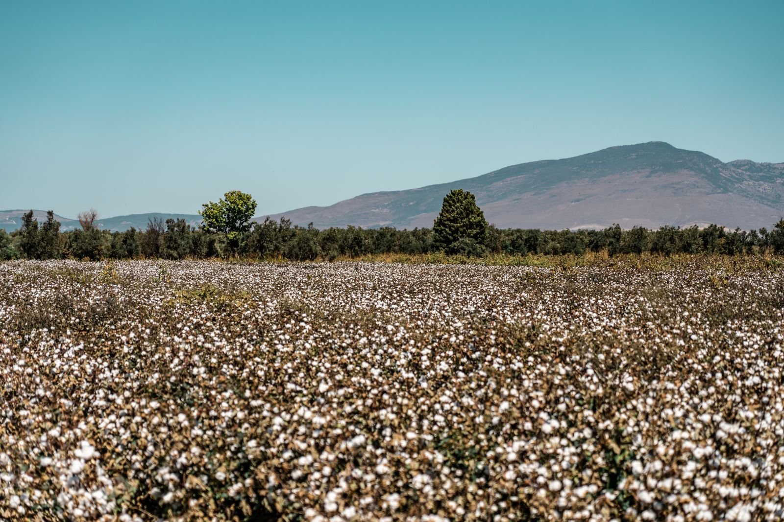 Cotton Export Services Thane