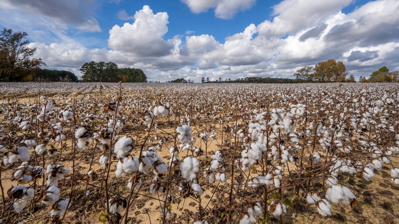 Cotton Import from Thane India