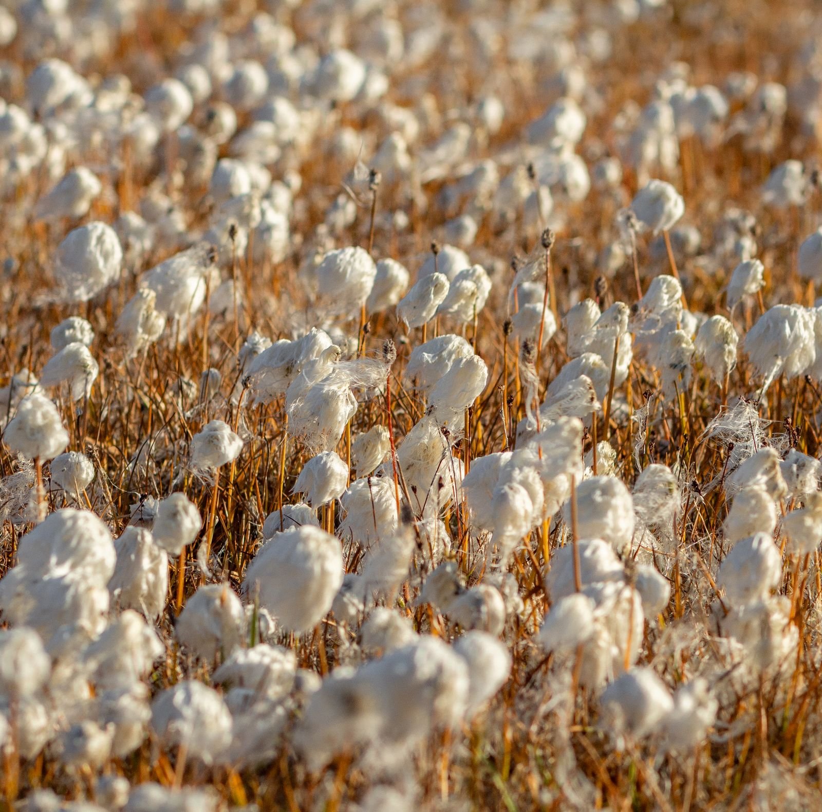 Cotton Market Analysis