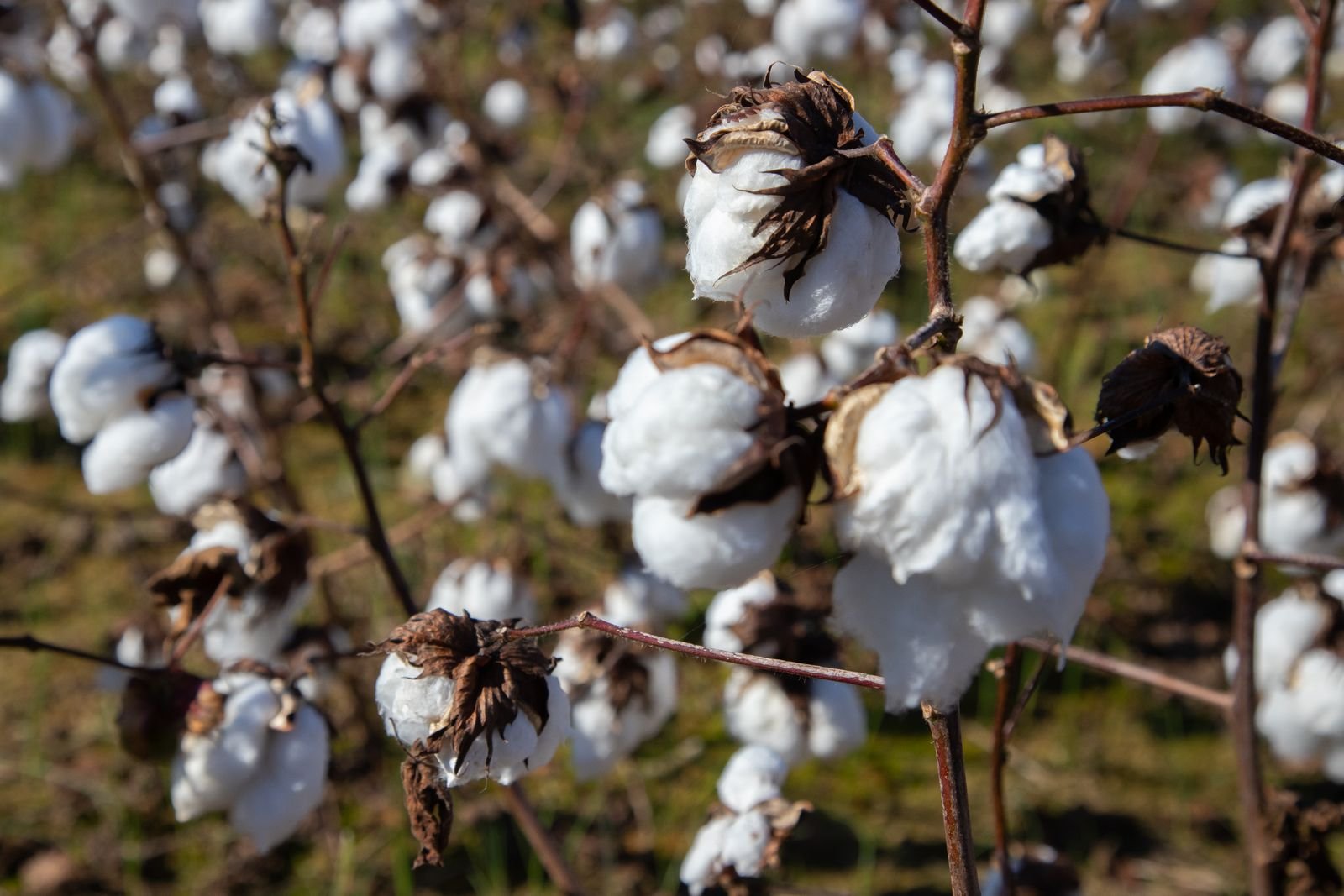 Custom Cotton Blending
