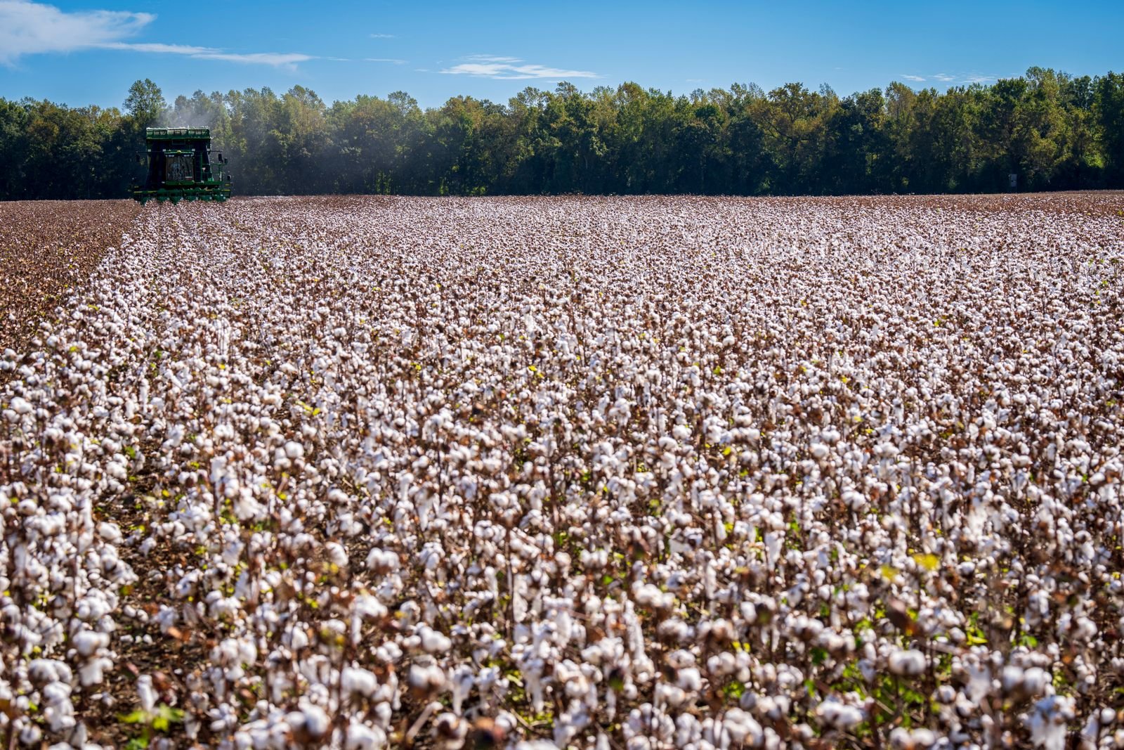 Cotton Warehousing