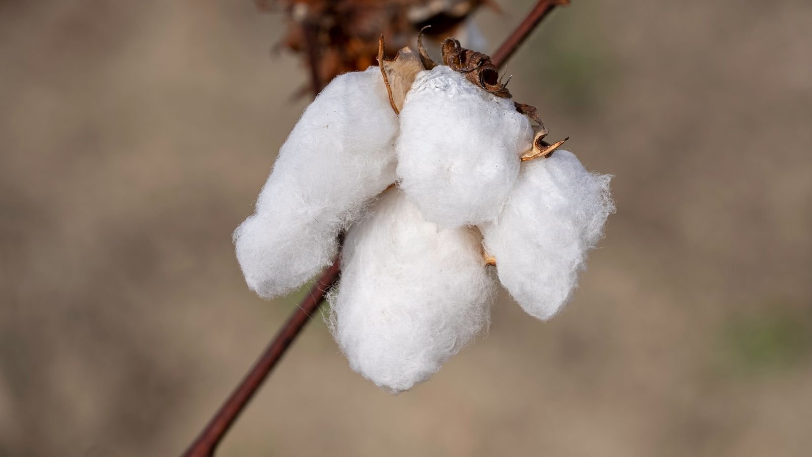 Cotton Trade Consulting