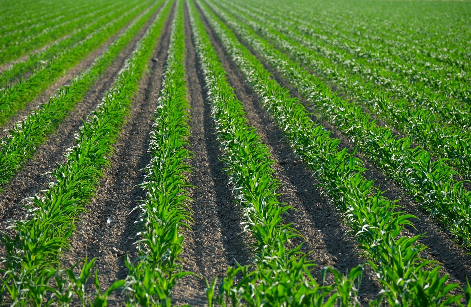 Smart Irrigation Planning Dharwad