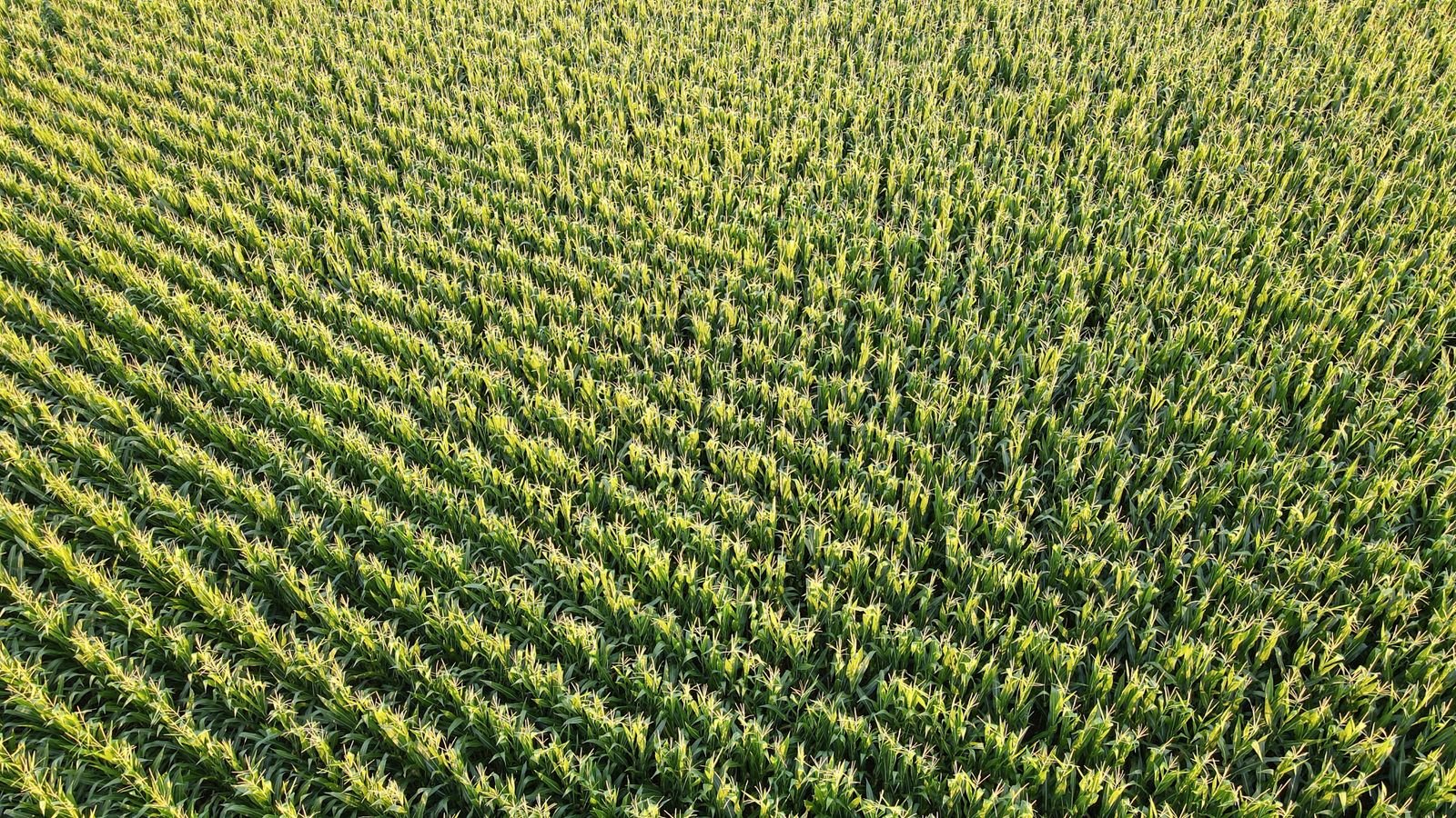 Crop Rotation Planning Dharwad