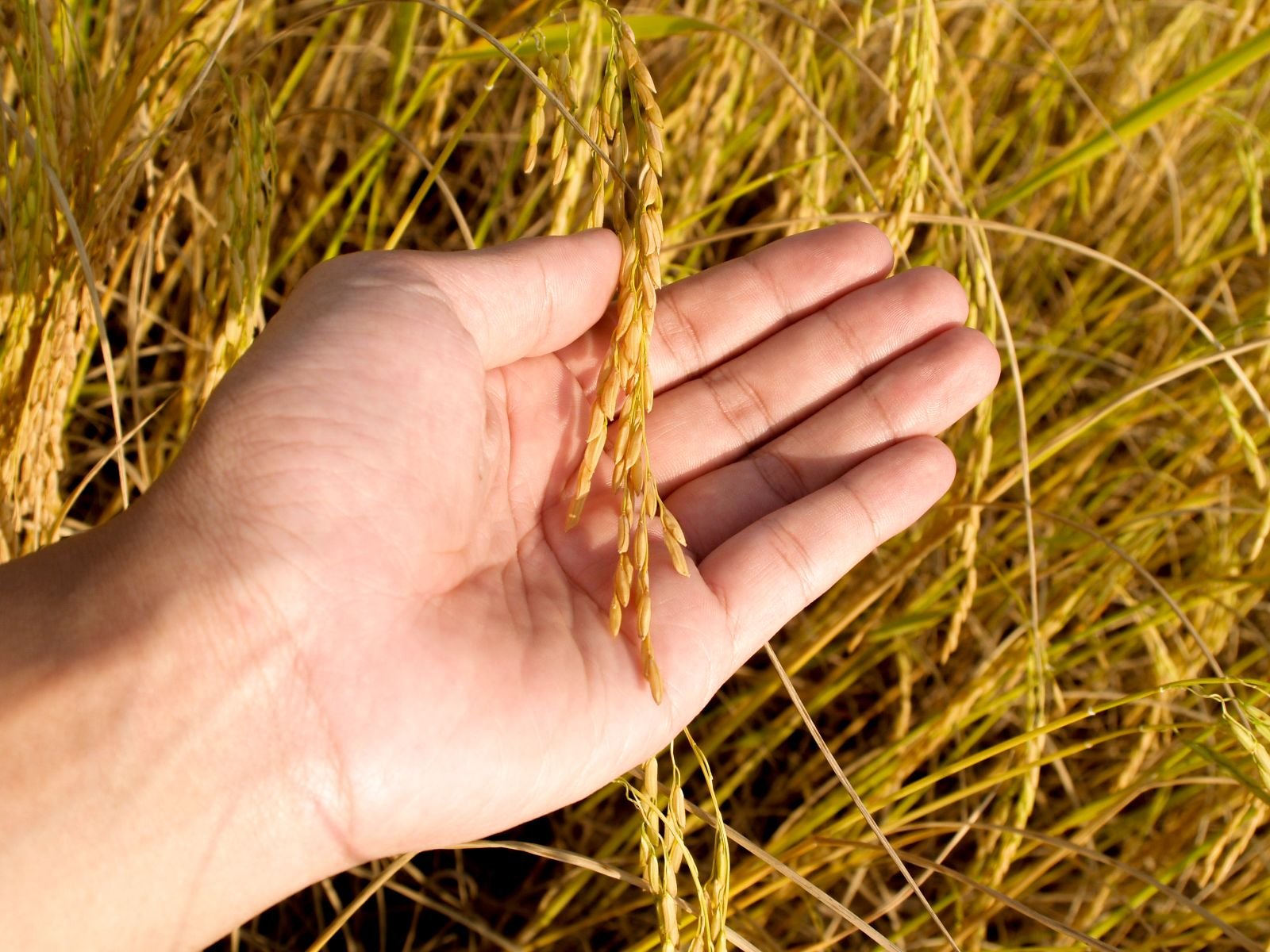 Seed Insurance
