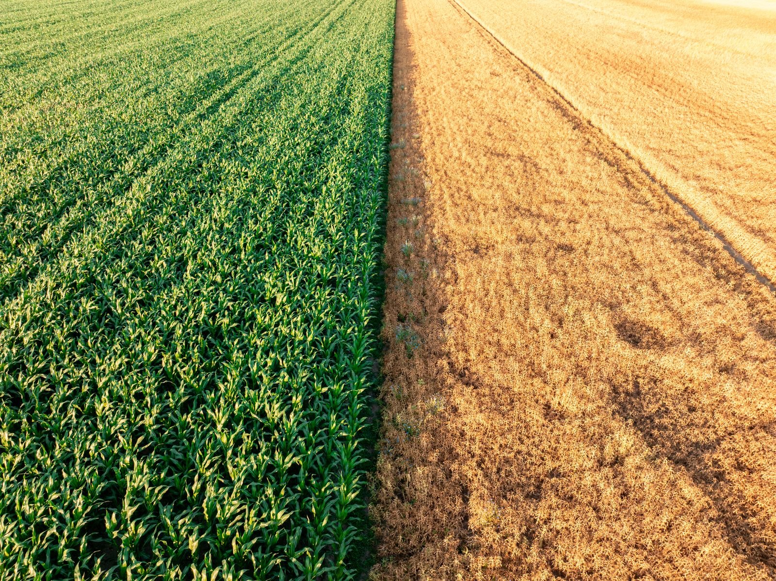 Horticulture Insurance