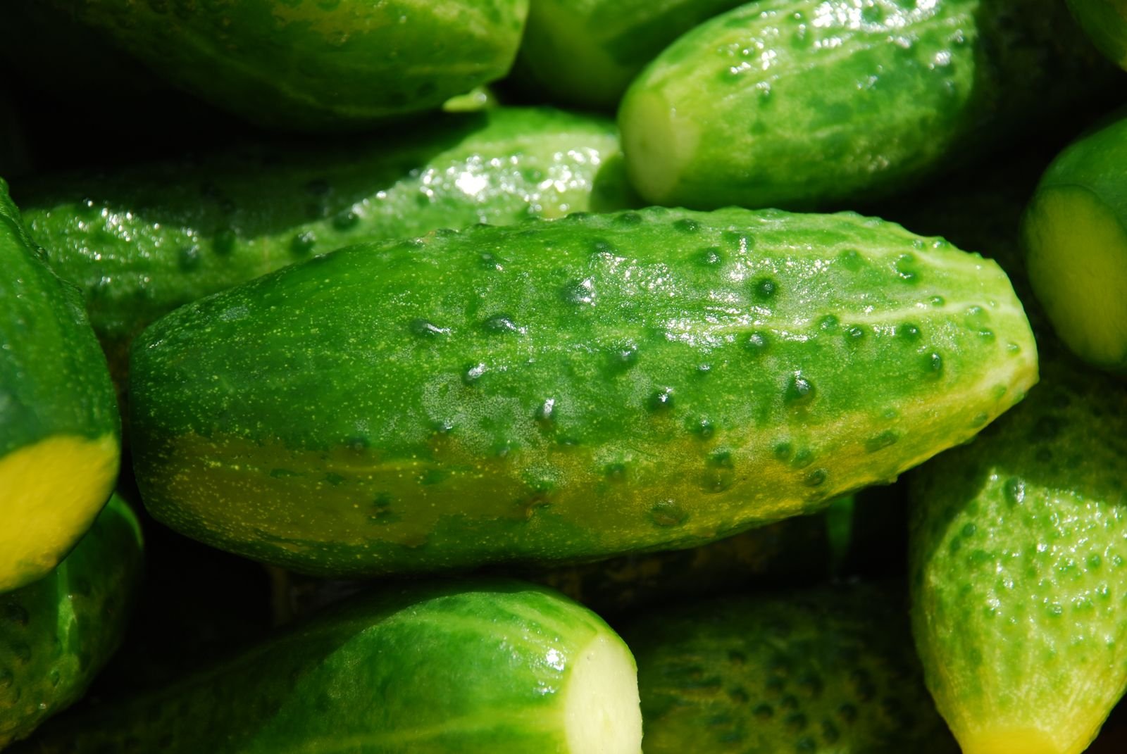 Organic Cucumber Varieties