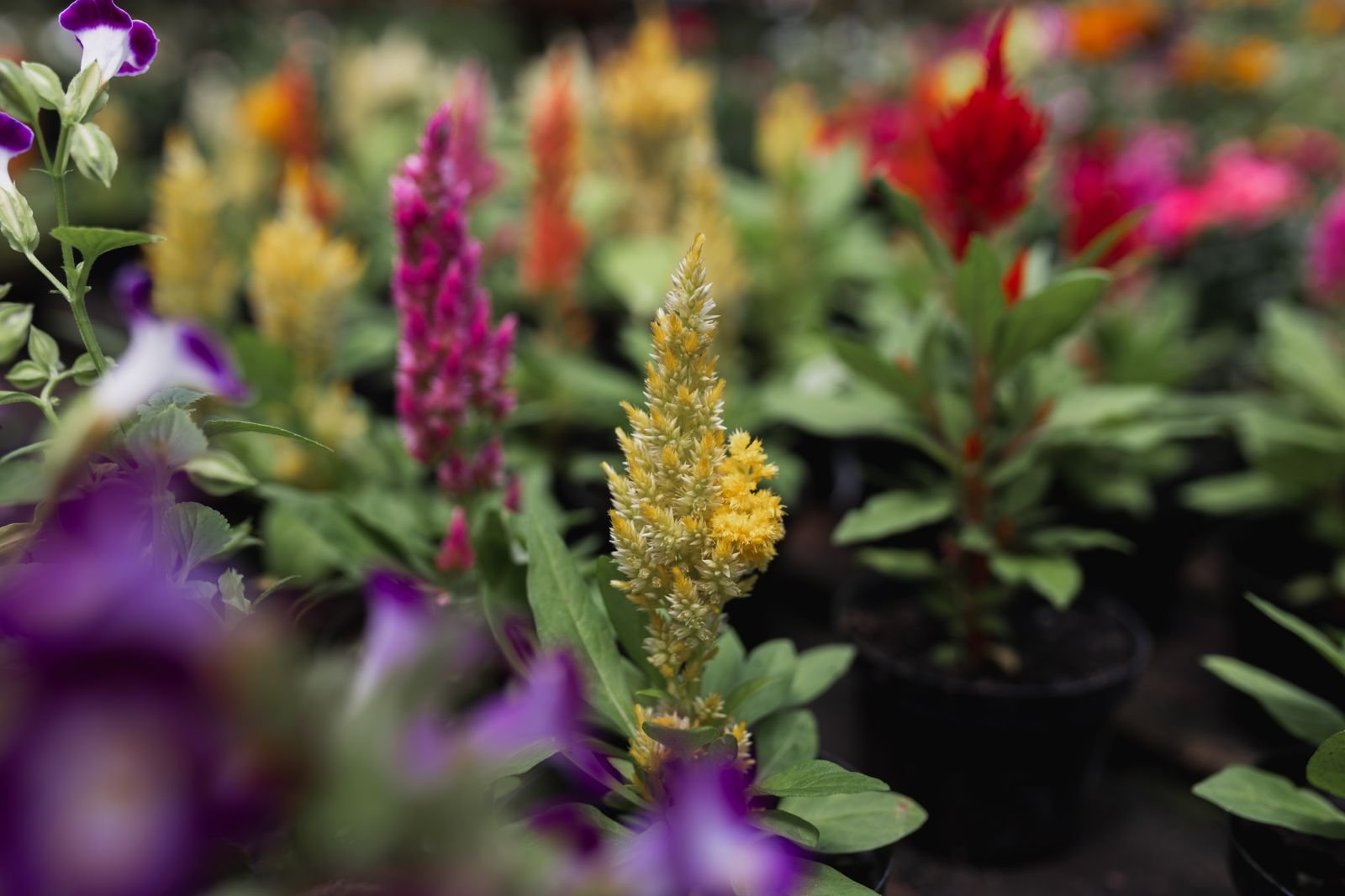 Premium Flower Seed Varieties