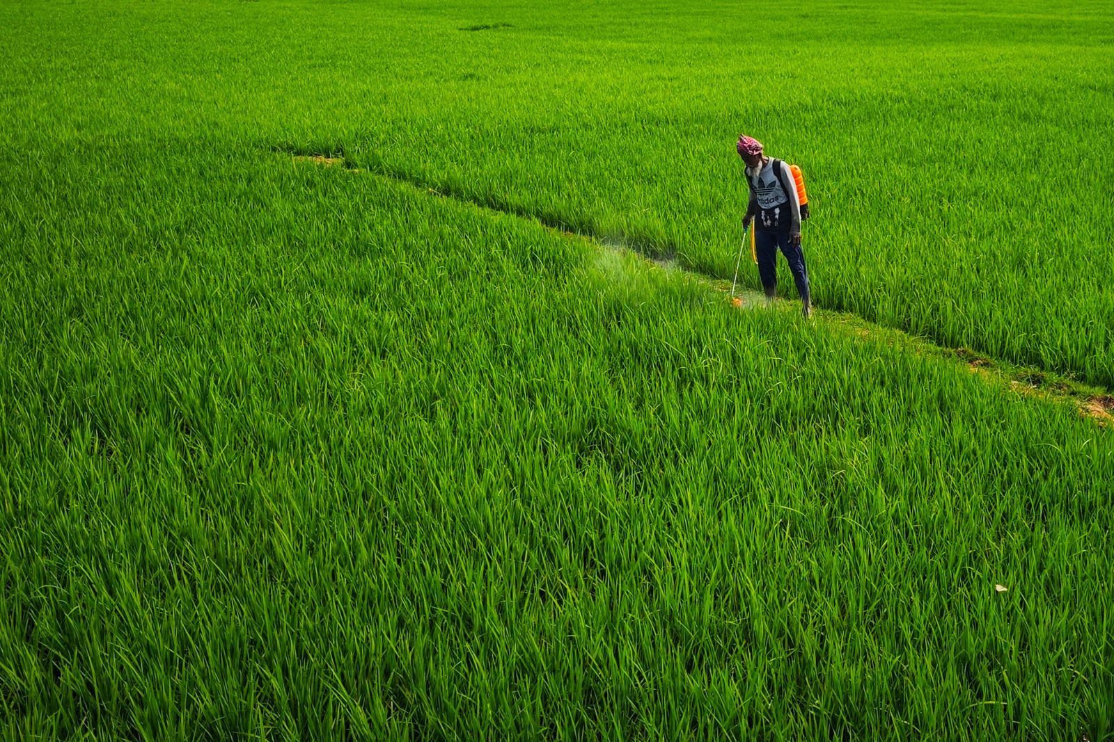 Sulphur-Based Fungicides