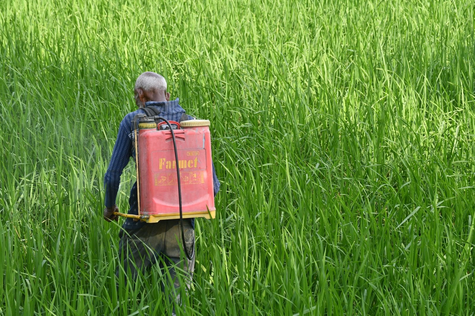 Triazole Fungicides