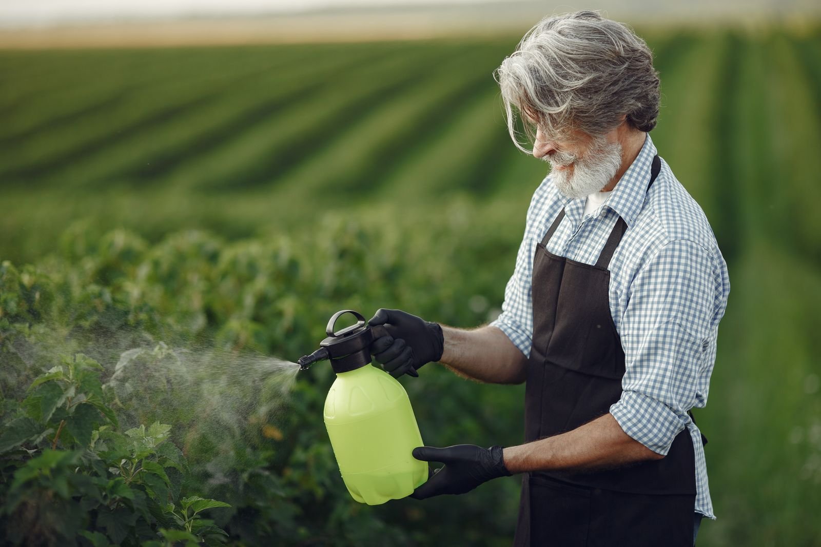 Dithiocarbamate Fungicides