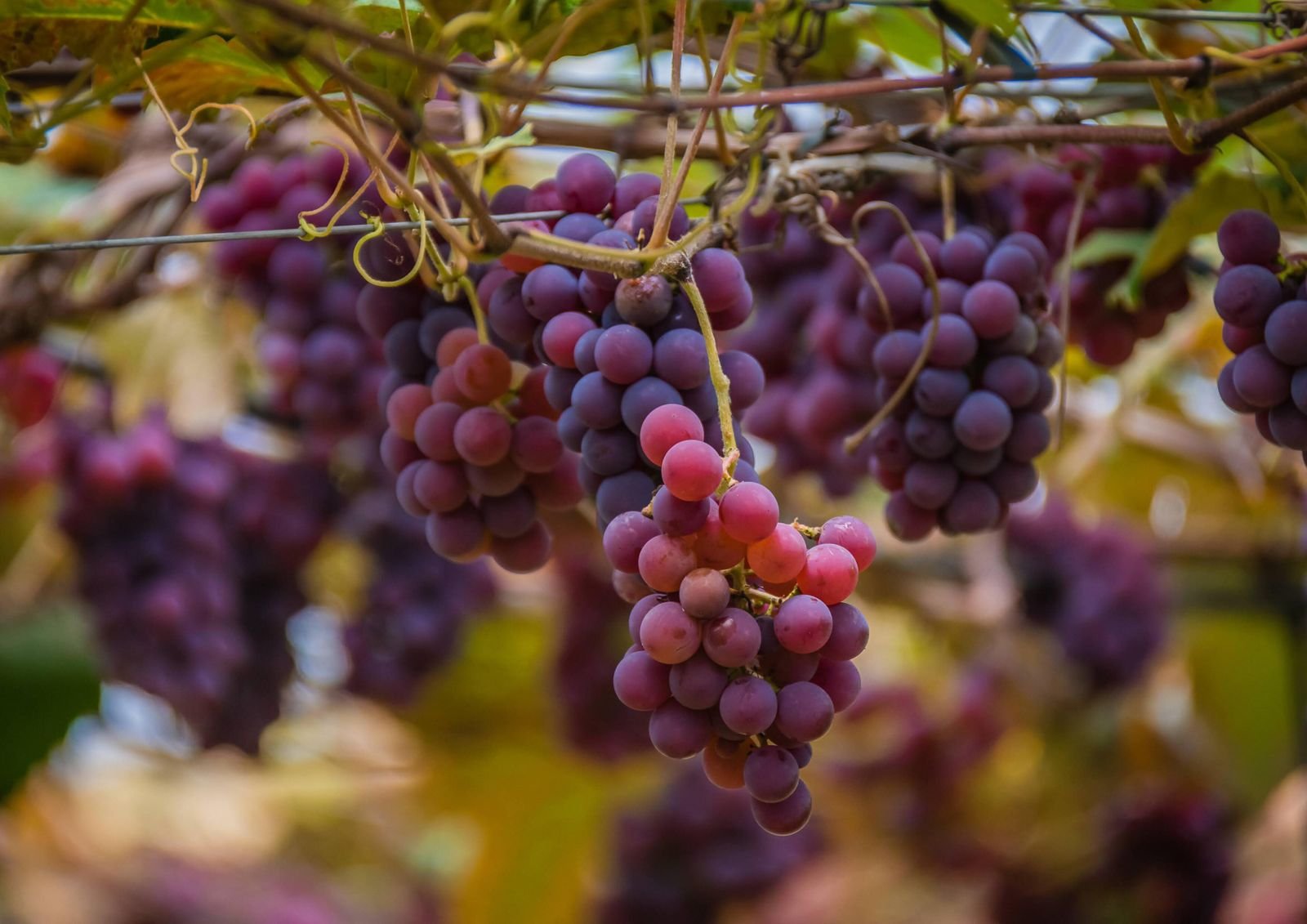 Crimson Seedless Grapes Export