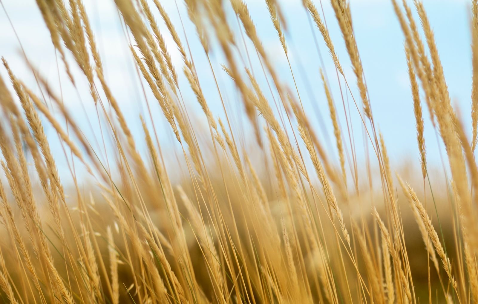 Premium Ryegrass Seeds