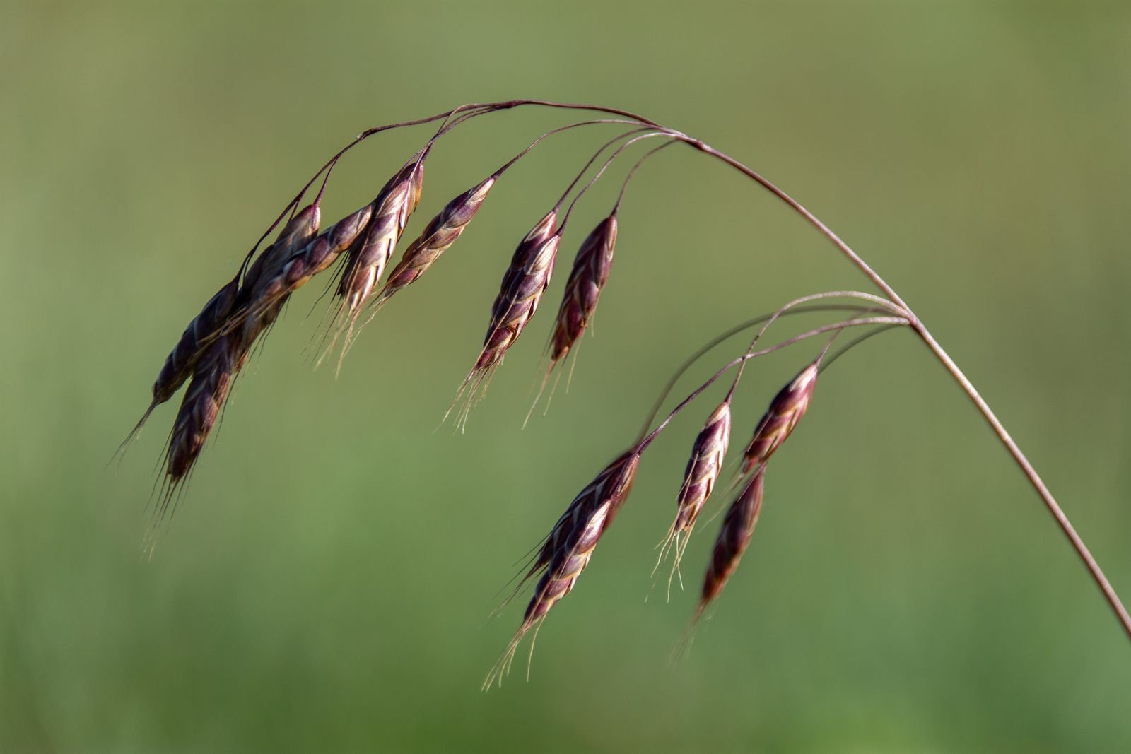 Grass Seeds Export