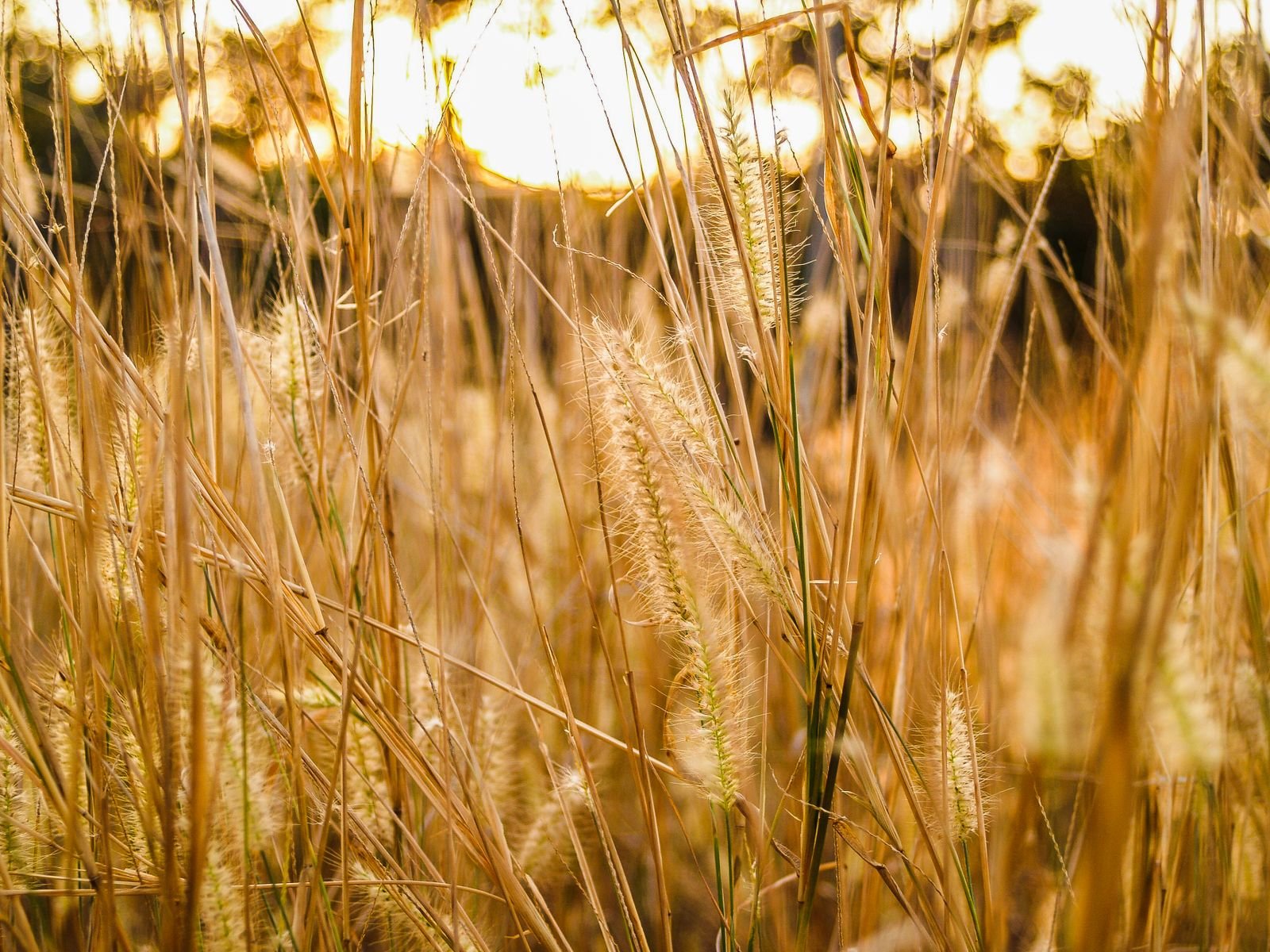 Premium Grass Seeds