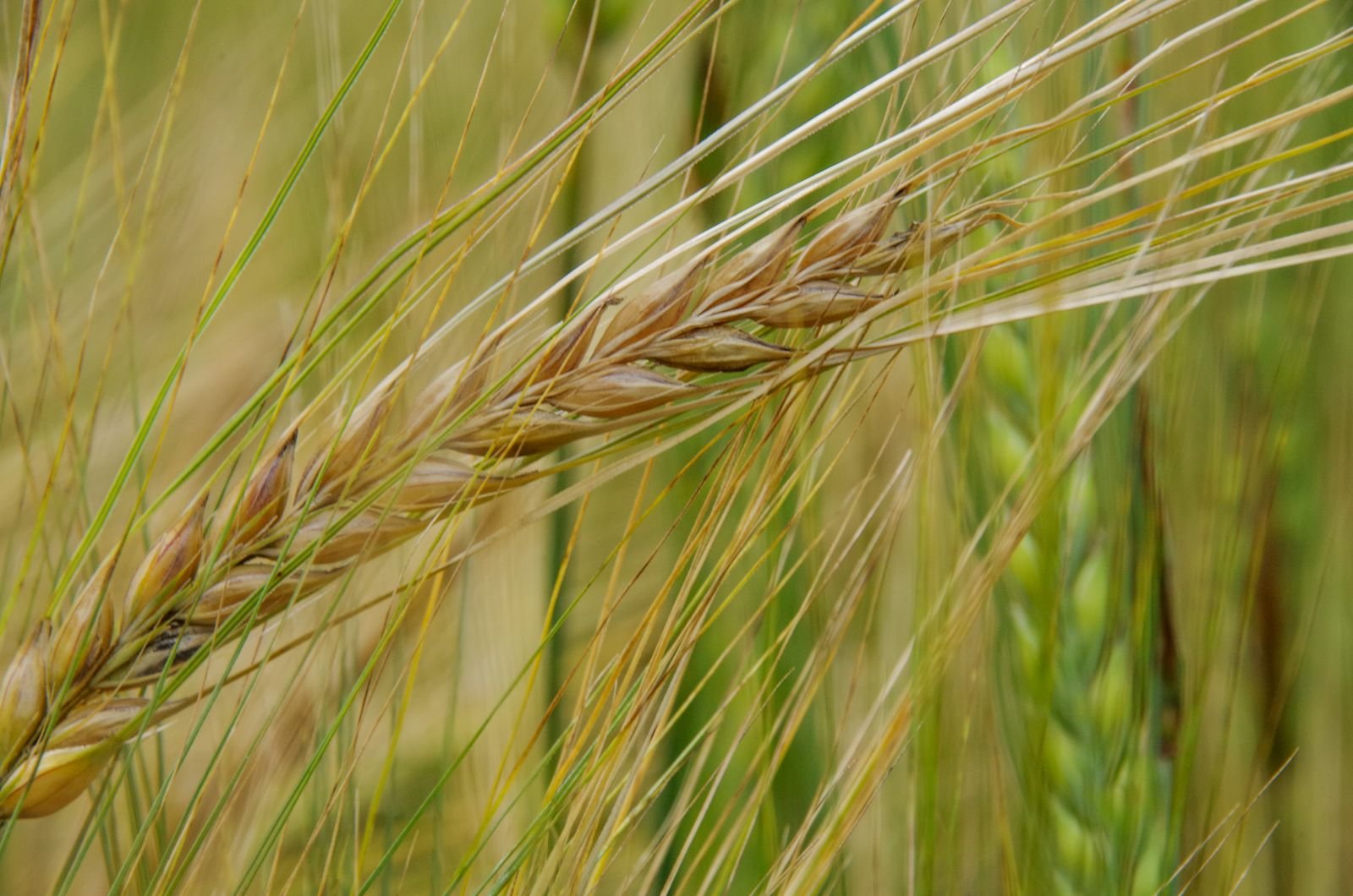 Bermuda Grass Seeds