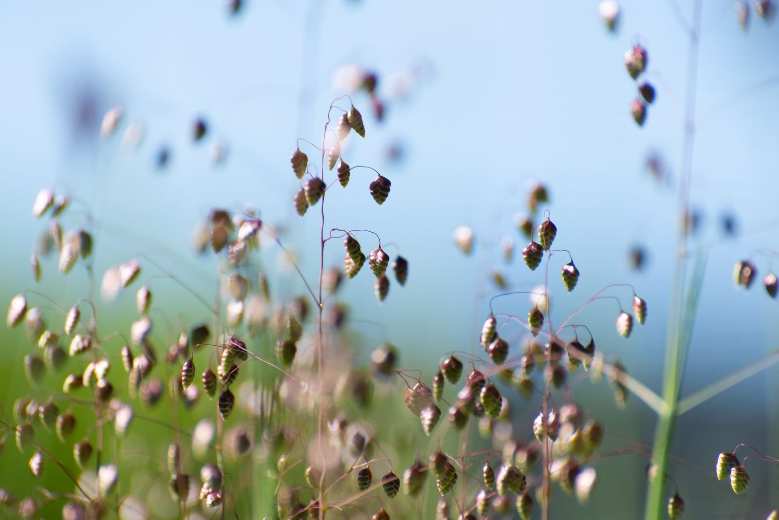 Tall Fescue Seeds