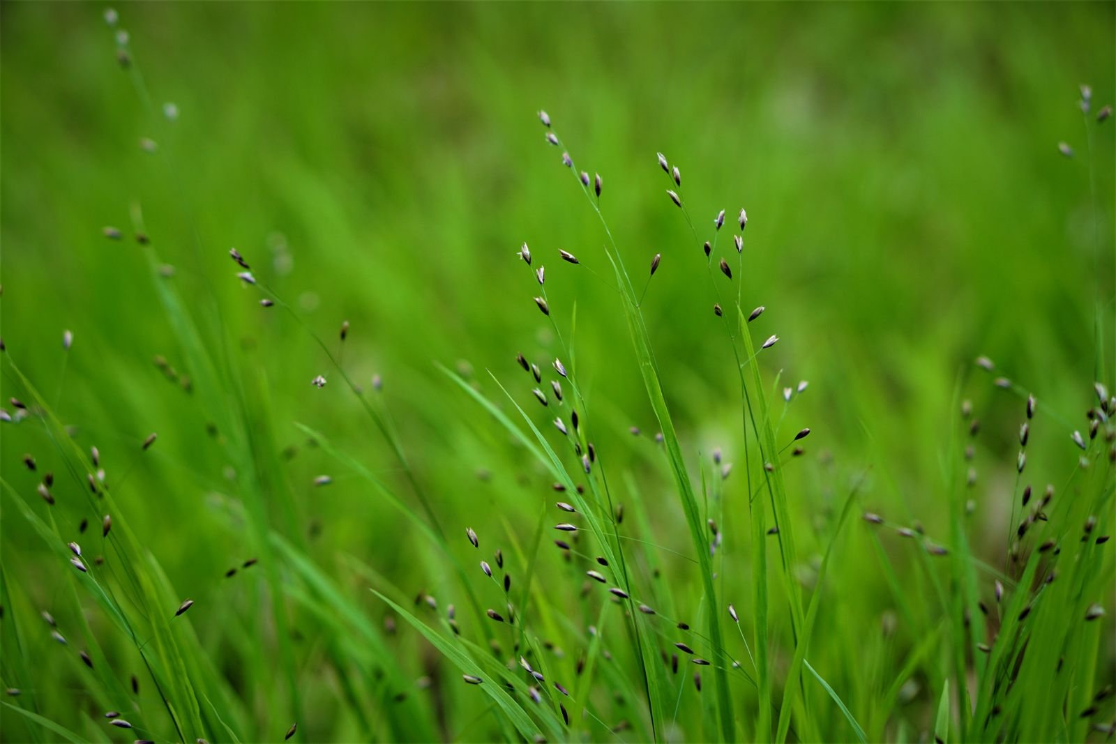 Kentucky Bluegrass Seeds