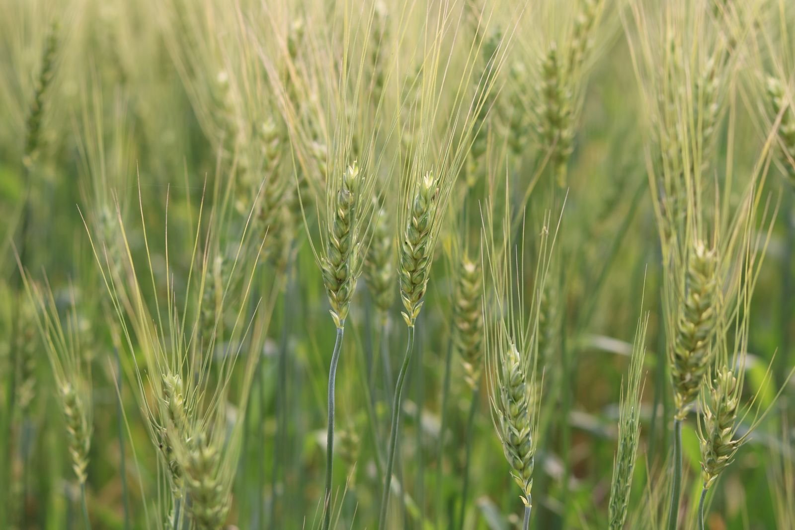 Zoysia Grass Seeds