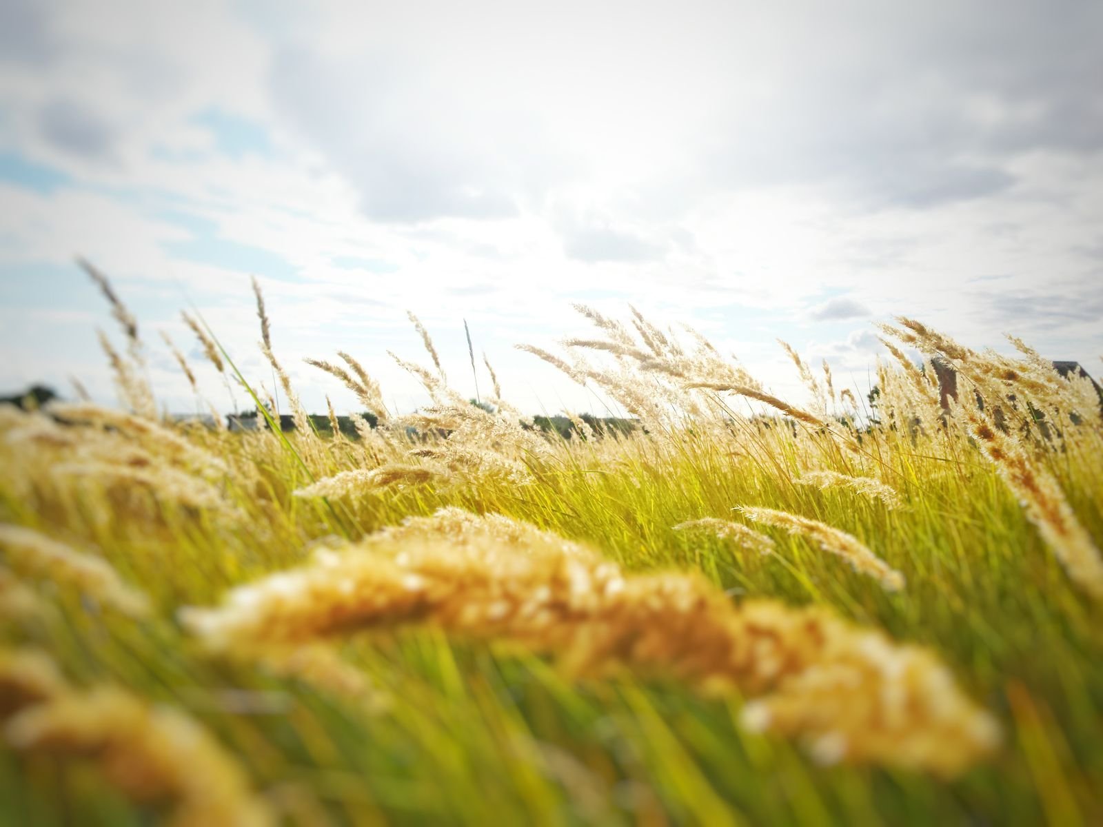 Buffalo Grass Seeds