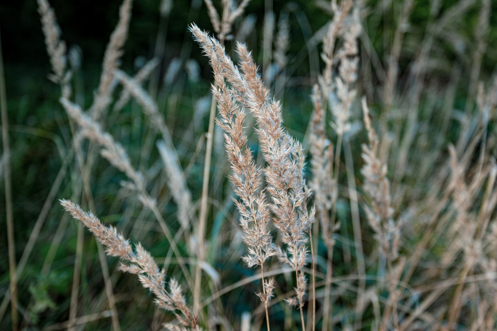 Ornamental Grass Seeds