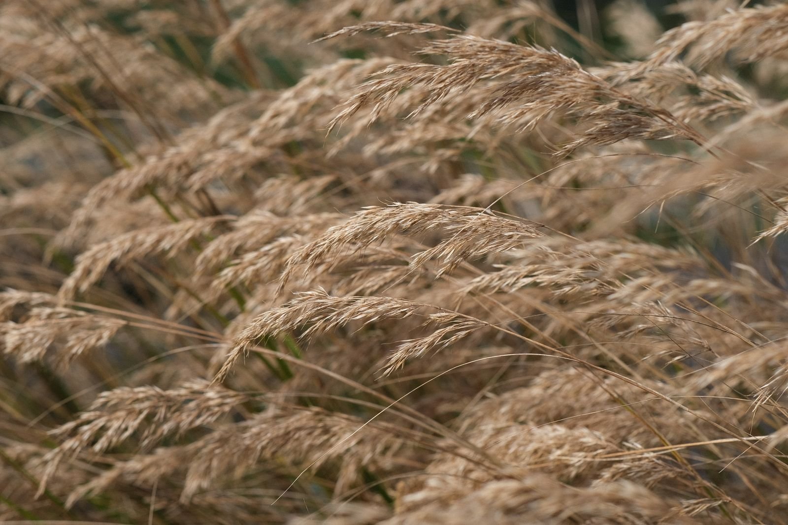 Pasture Grass Seeds