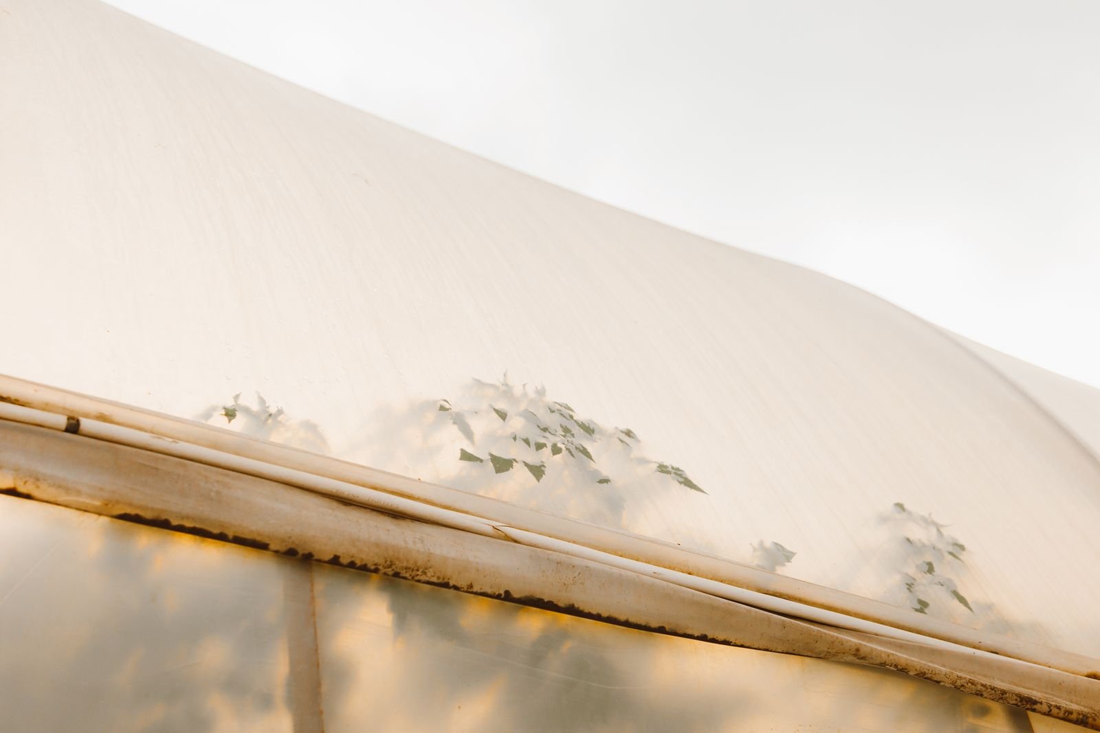 Hydroponic Systems and Greenhouse Ventilation
