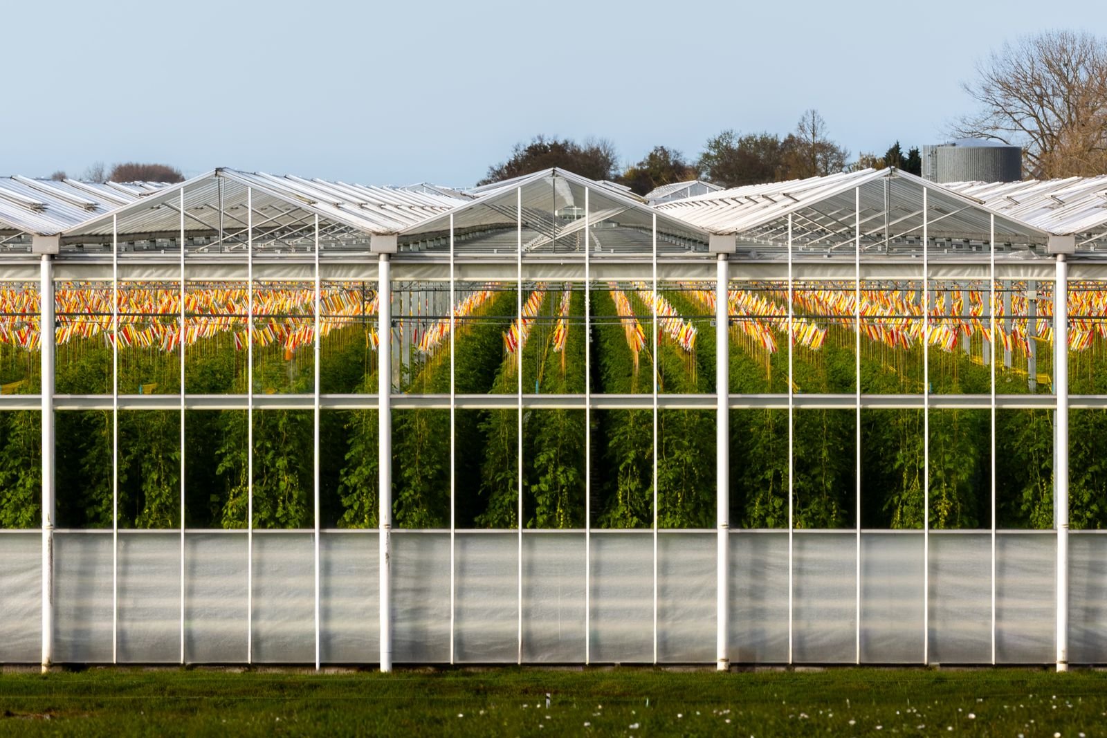 Hydroponic Growing Systems