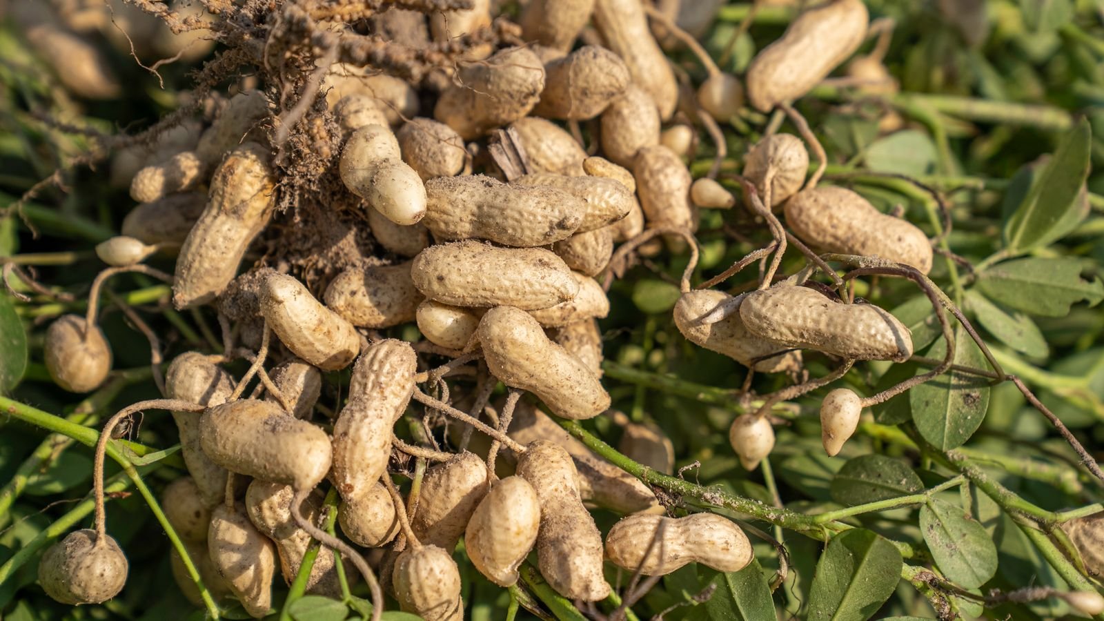 Roasted Groundnuts