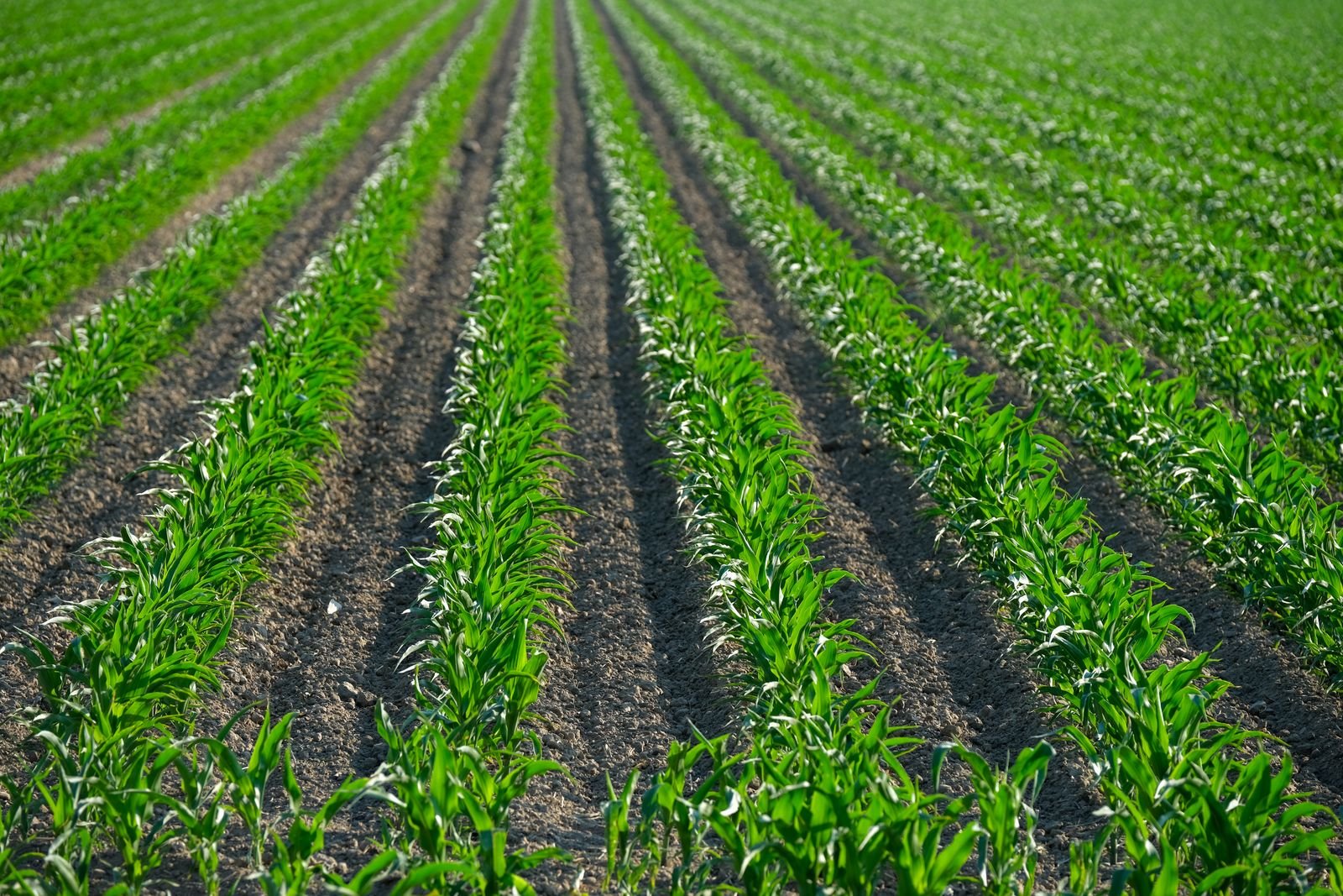 Non-Selective Herbicides Supplier Pune