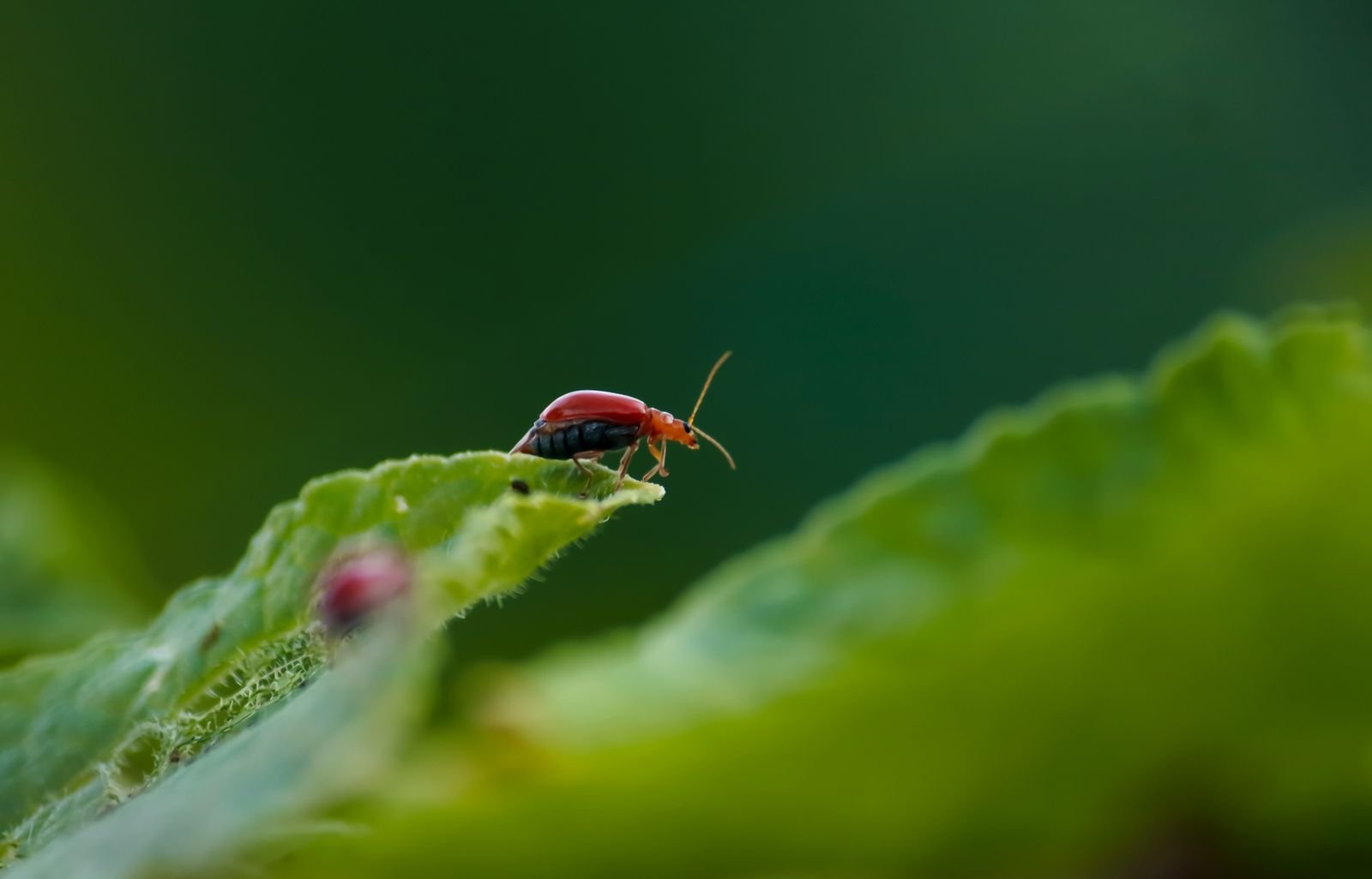 Agricultural Insecticides