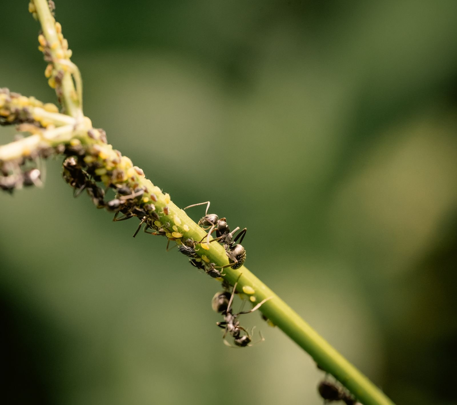 Crop Protection Chemicals