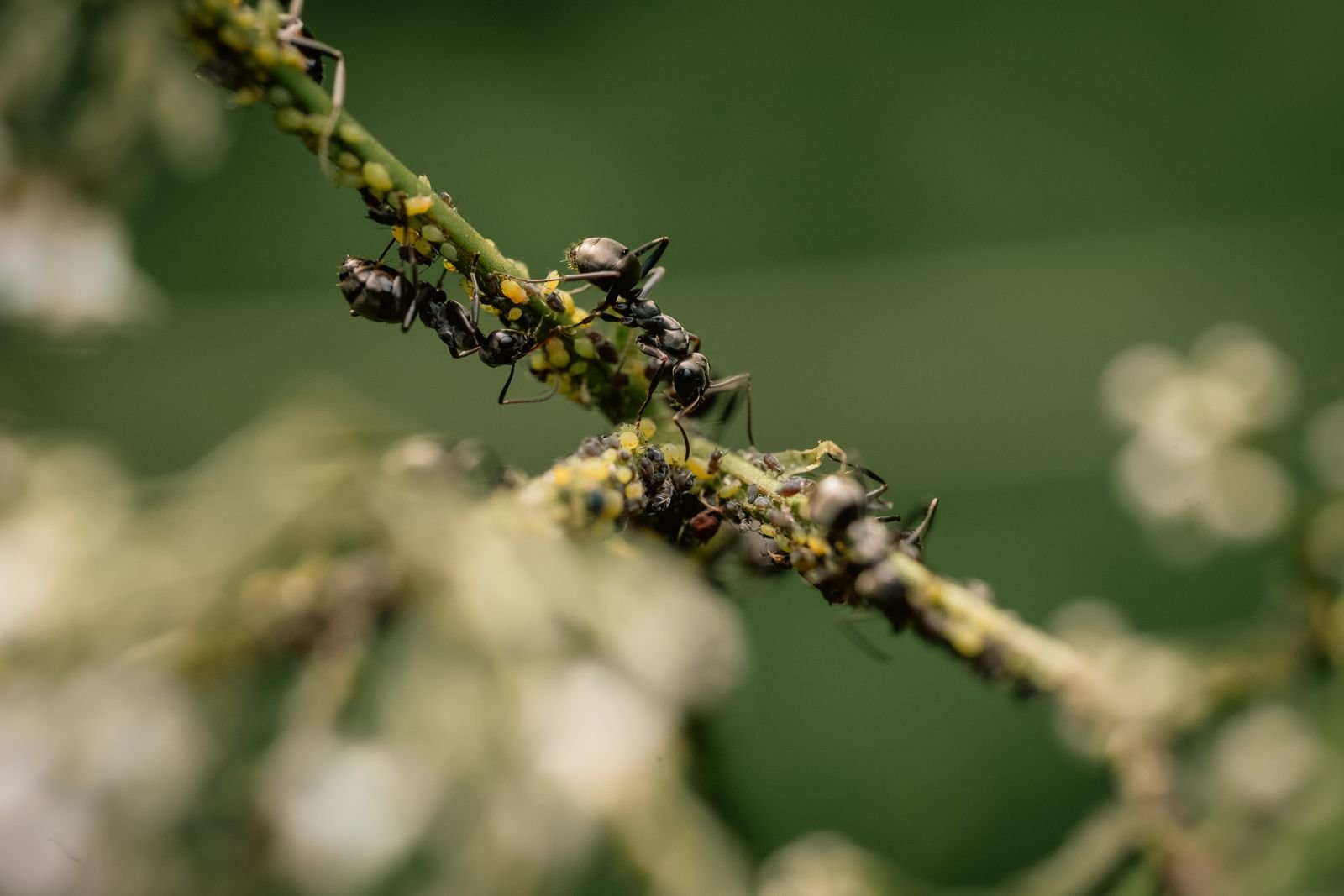 Public Health Insecticides
