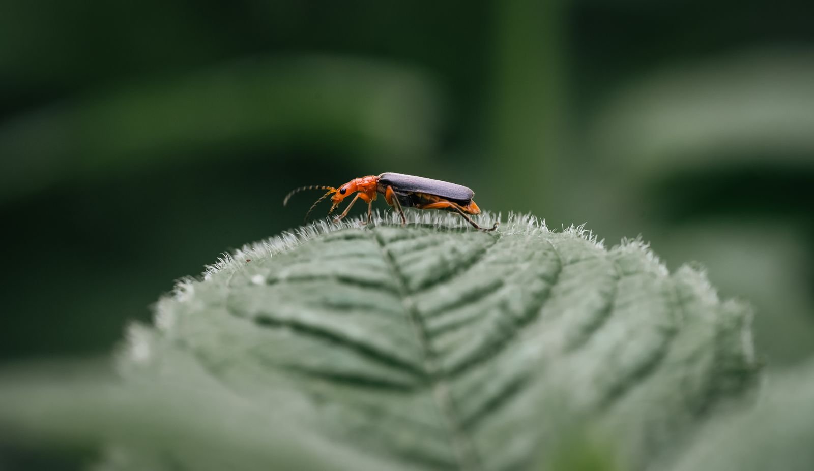 Industrial Pest Control