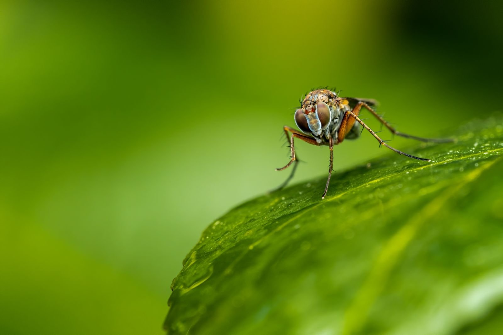 Mosquito Vector Control