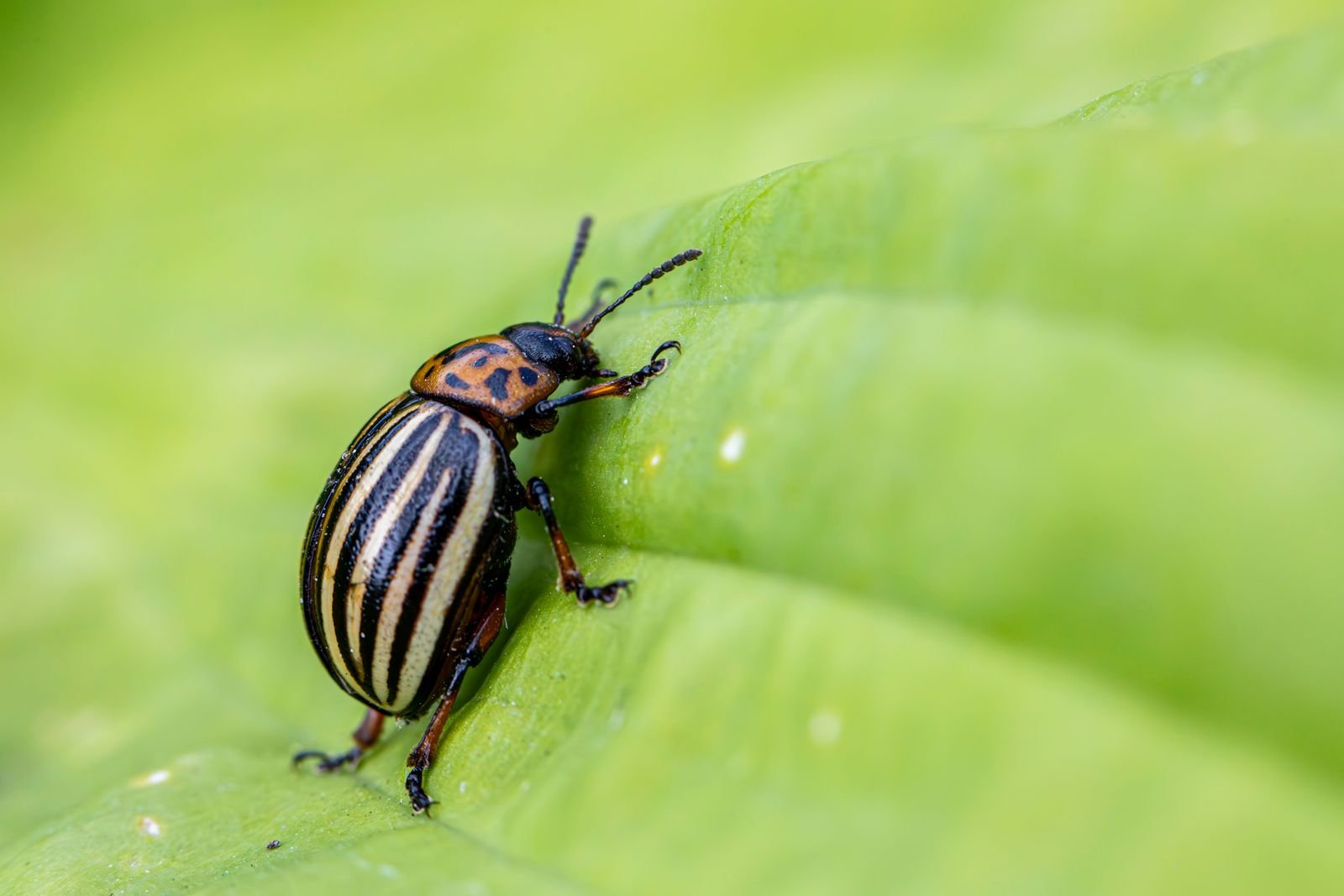 Termite Treatment