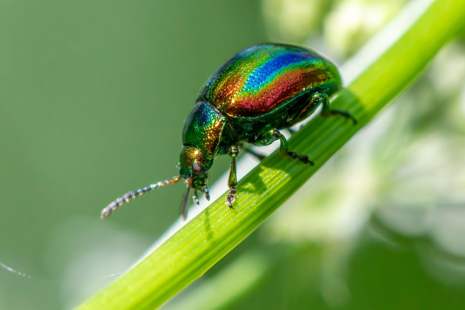 Public Health Insecticides