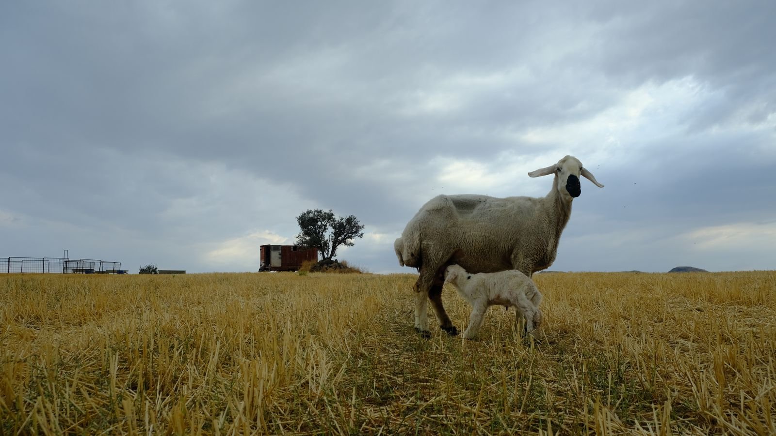 Premium Lamb Import Export - Dahisar East Mumbai