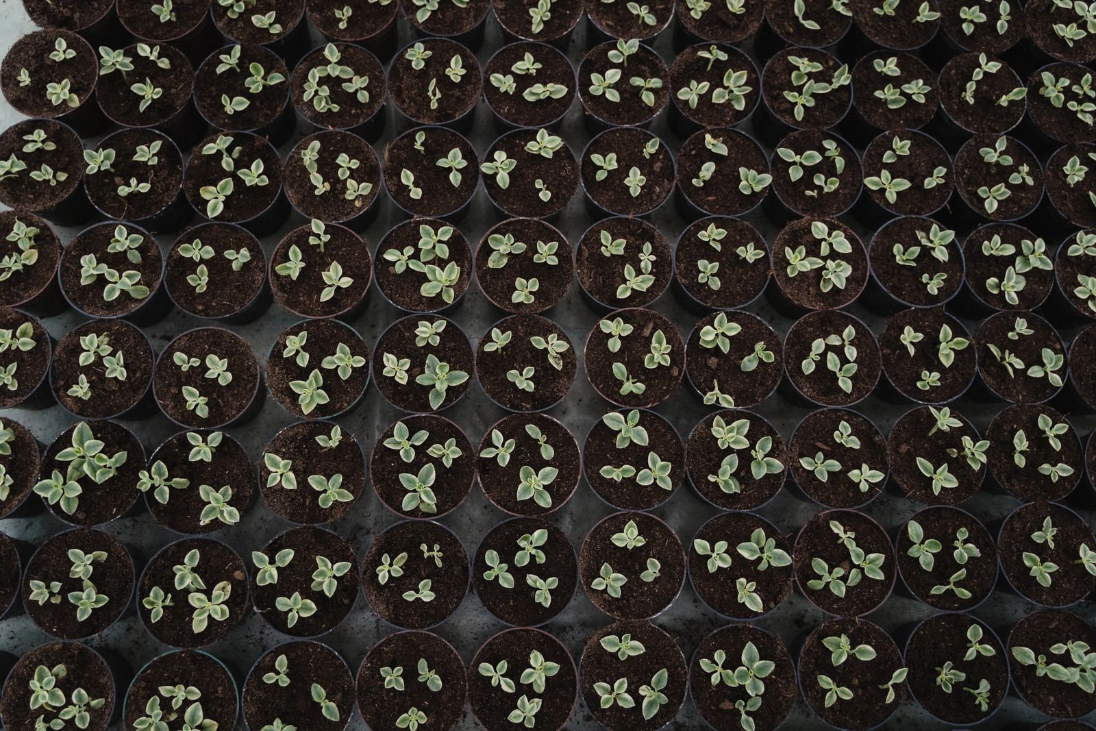 Ornamental Plant Export Service