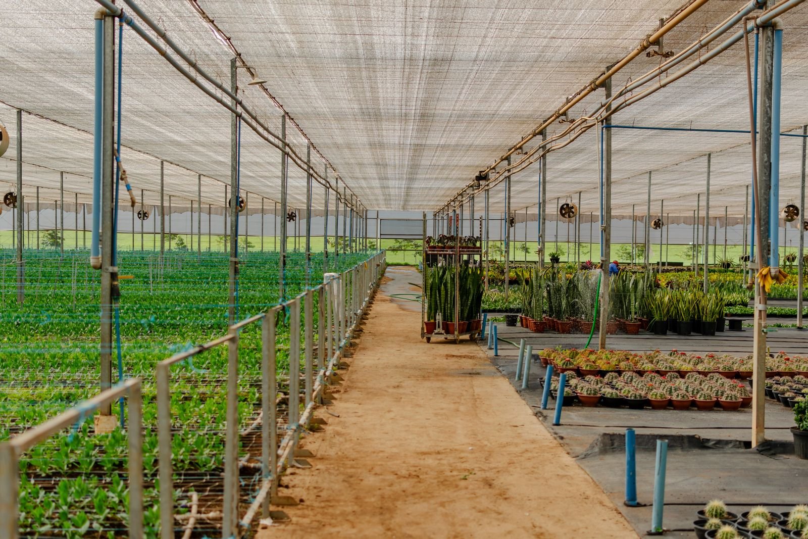 Fruit Sapling Distribution