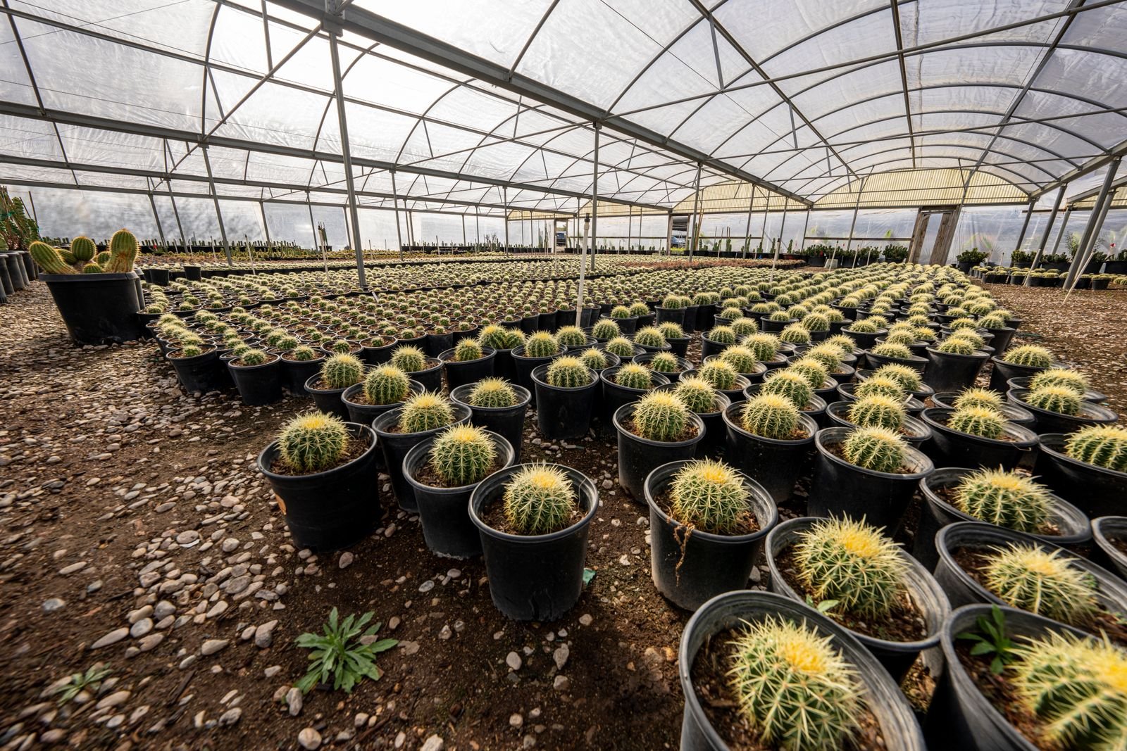 Indoor Plants Supply