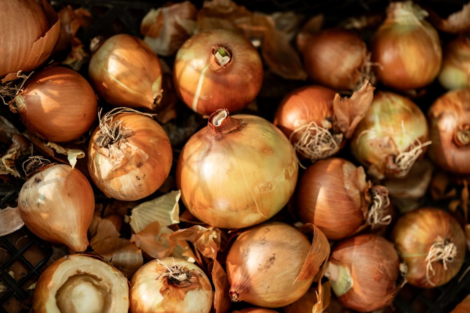 White Onions Supply