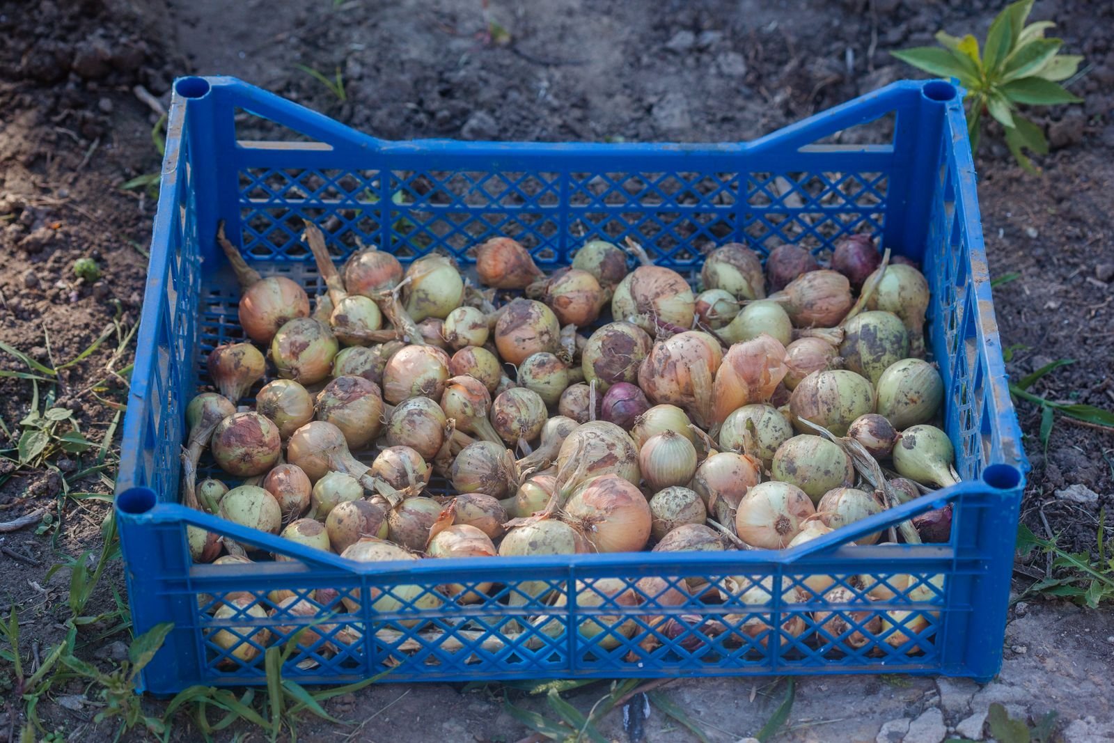 Dehydrated Onions