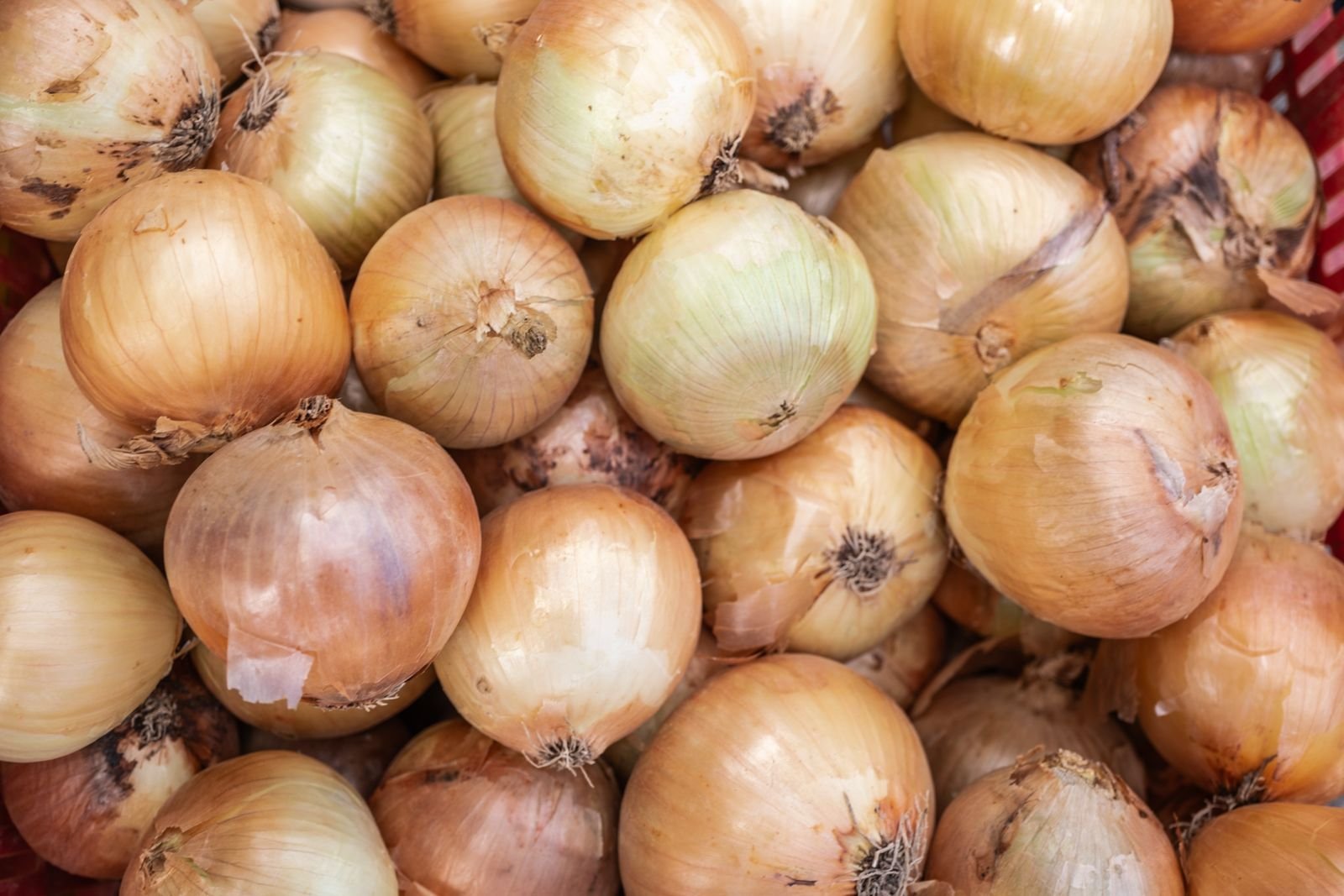 Organic Onions