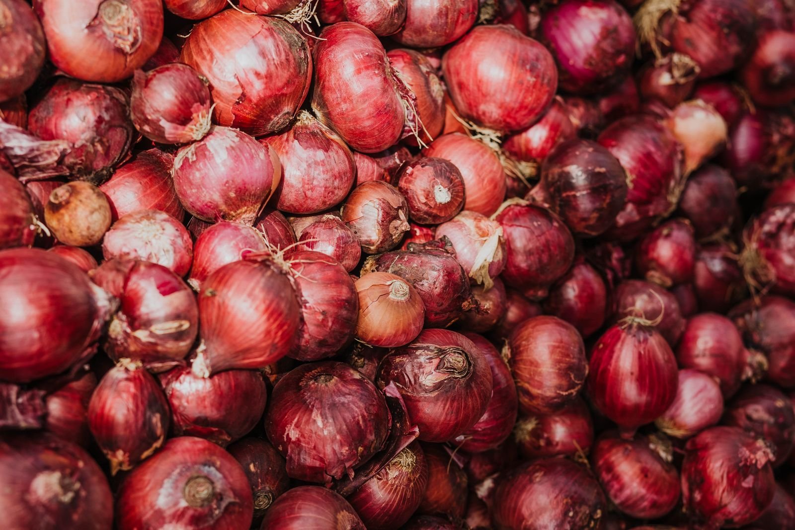 Onion Seeds & Farming Support